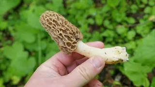 FIND THIS TREE AND FIND MORELS, Highest Percentage Spot by Far in the Northeast/New England Area