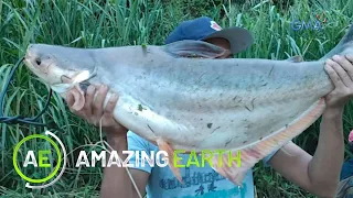 Amazing Earth: Alien fish in the Philippines?