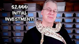 $2,000 Initial Investment Breeding Ball Pythons (What I Would Buy)