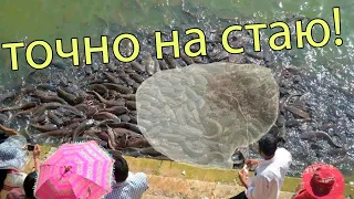 Рыбалка на кастинговую сеть! Заброс на стаю рыбы!casting net fishing! Кастинговая сеть лучшие броски