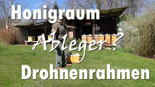 Honigraum Drohnenrahmen Ableger