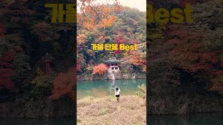 가을 은행 단풍 Best  경기남부 충북모음 #fallenleaves #단풍명소 #은행나무