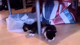 4 week old kittens eating solid food