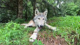 Gray Wolf Pup Finds Perfect Stick