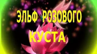 Эльф розового куста.10.06.15.