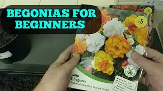 How to grow BEGONIA TUBERS for beginners 2019   (Part 1)