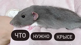 Как обустроить клетку крысе 🐀