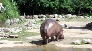 World's Biggest Fart - The Legendary Hippo