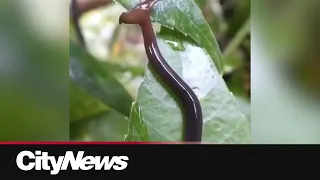 An invasive worm warning as spring starts