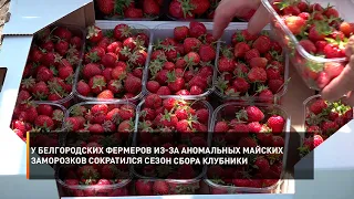 У белгородских фермеров из-за аномальных майских заморозков сократился сезон сбора клубники