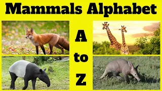 🅰️➡️🦓 Explore Mammal Alphabet: A to Z 🦓➡️🅰️ | Mammal Alphabet for Kids: ABCs Mammals Fun Learning