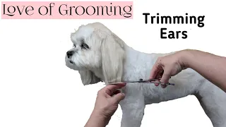 How to trim dogs ears | Trimming the bottoms of dogs ears