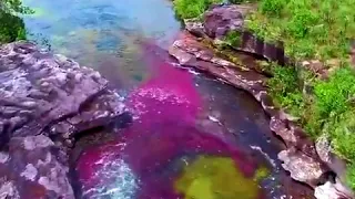 Caño Cristales, un espectacular rio,  gracias   a una  planta acuática, la Macarenia clavigera.