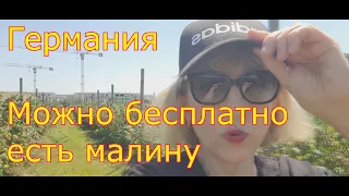 Жизнь в германии в Кайф . Кушать бесплатно малину