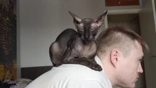 Кот корниш-рекс Джун заснул на плечах хозяина