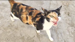 The Pregnant Calico Cat That Meows Loudly Every Time It Sees Me.