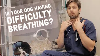 Difficult Breathing in Dogs | Hypoplastic Trachea