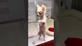 CHIHUAHUA VIRAL BAILANDO PEPAS #perrobailando #chihuahuabailando #perrogracioso