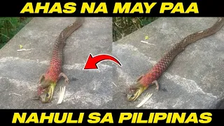 AHAS NA NAHULI SA PILIPINAS MAY MGA PAA | 5 MUTANT NA HAYOP SA MUNDO | Kienn Thoughts