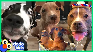 60 Minutes Of The Best And Bravest Dogs | 1 Hour of Animal Videos For Kids | Dodo Kids