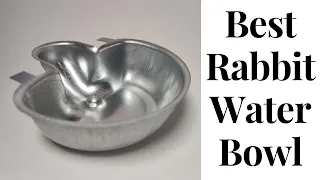 Best Rabbit Water Bowl #FoodForThought