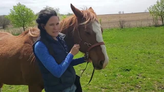 Training a Horse to Ride Bitless - LIVE video