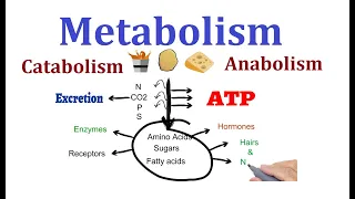 Concept of Metabolism  (Catabolism and anabolism)