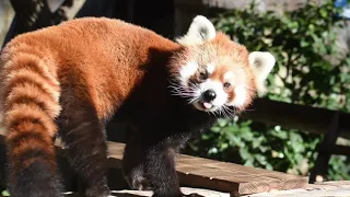 レッサーパンダ イチゴのガイド／野毛山動物園