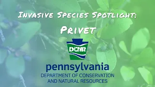 Invasive Species Spotlight -- Privet