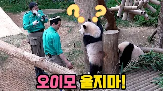 오바오님은 왜 울까요? 갑자기 흥분한 쌍둥바오 어떡해?🐼푸바오 화관을 쓰고 사진모델이 된 후이바오! 루이바오는 몰래 죽순을...후이의 마킹 배꼽 잡아요!😍큰 딸이 그리운 아이바오