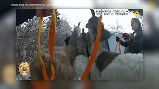 Police wrangle escaped llamas, body cam video shows