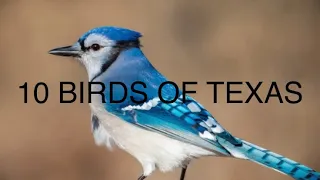 10 common birds of Texas.