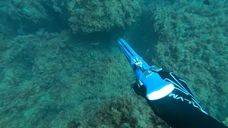 Подводная охота на горбыля. Черноморская осень 2020.