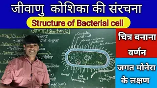 जीवाणु कोशिका की संरचना। Structure of Bacterial cell.