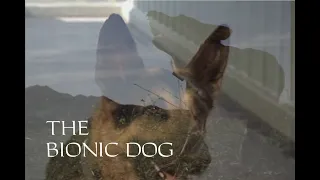 The Bionic Dog - The Next Generation