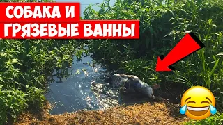 Непослушный собака качается в грязи 🐾  Локи Бобо 29 серия