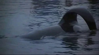 How Free Willy Should Have Ended - Parody Alternate Ending  Deleted Scene Spoof
