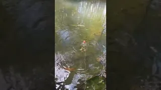 Pesca tradicional de piabas ou lambaris com garrafa pet e farinha.