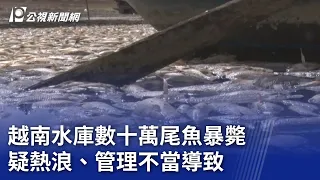 越南水庫數十萬尾魚暴斃 疑熱浪、管理不當導致｜20240502 公視晚間新聞