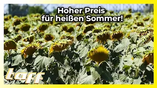 Hoher Preis für heißen Sommer! Welche Folgen hat der Dürre-Sommer? | taff | ProSieben