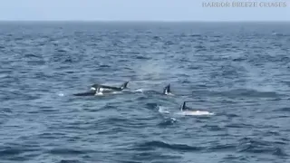 Rare sight: Killer whales go for a swim off Long Beach coast | ABC7