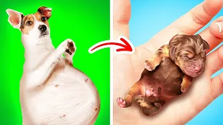 DOG IS PREGNANT || Amazing Survival Pet Hacks And Smart DIY Gadgets For Pet Owners by Bla Bla Jam!