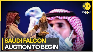 Saudi falcon auction to begin on August 5, to include 6 stages | World News | WION