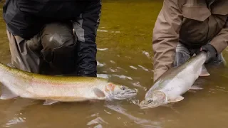 100+ Steelhead Hooked in ONE DAY!! | Addicted Life Ep. #29