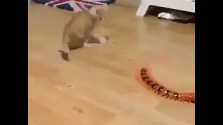 kitten Playing With A Toy Centipede