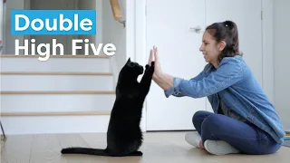 Train your cat to high five (both paws)