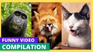 The FUNNIEST Pet Videos  try not to laugh🤣   BEST Compilation