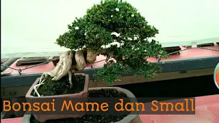 Pohon yang Cocok untuk Bonsai Mame dan Small