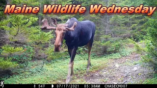 Maine Wildlife Wednesday ~ Close ups of Moose, Deer and bear!