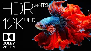 EXPLOSIVE COLORS | 12K ULTRA HD HDR (NATURE & WILDLIFE in 240 FPS)